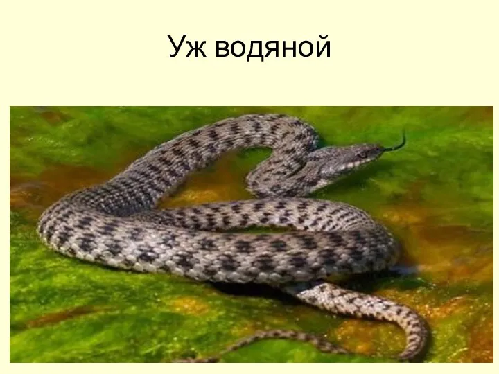 Уж водяной