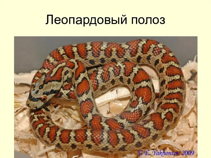 Леопардовый полоз