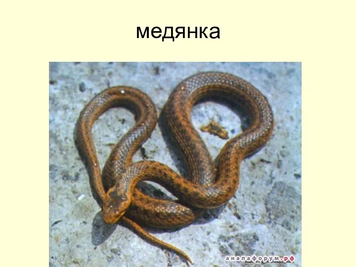 медянка