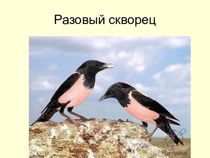 Разовый скворец