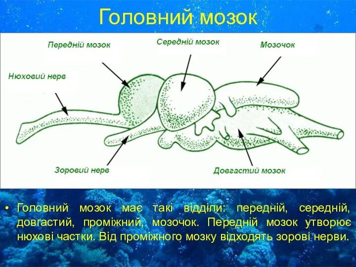 Головний мозок Головний мозок має такі відділи: передній, середній, довгастий,