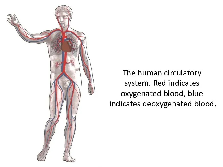 The human circulatory system. Red indicates oxygenated blood, blue indicates deoxygenated blood.