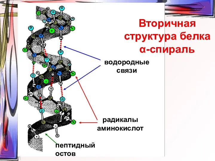 Вторичная структура белка α-спираль водородные связи радикалы аминокислот пептидный остов