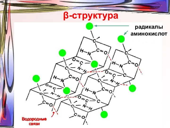 β-структура радикалы аминокислот