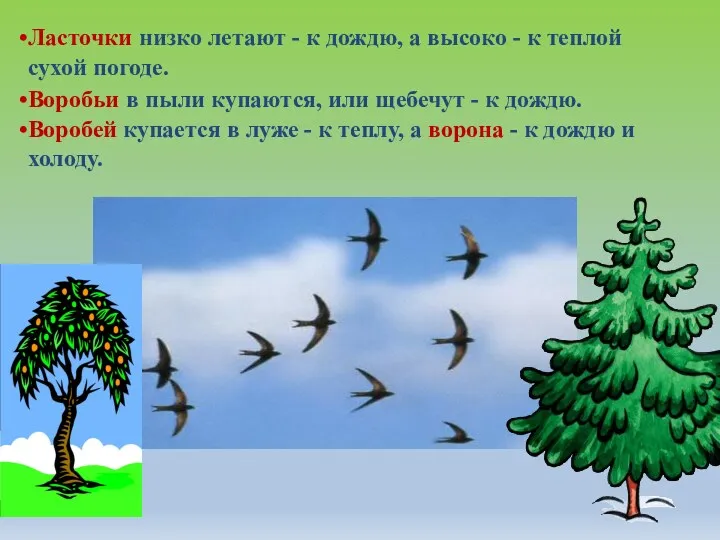 Ласточки низко летают - к дождю, а высоко - к теплой сухой погоде.