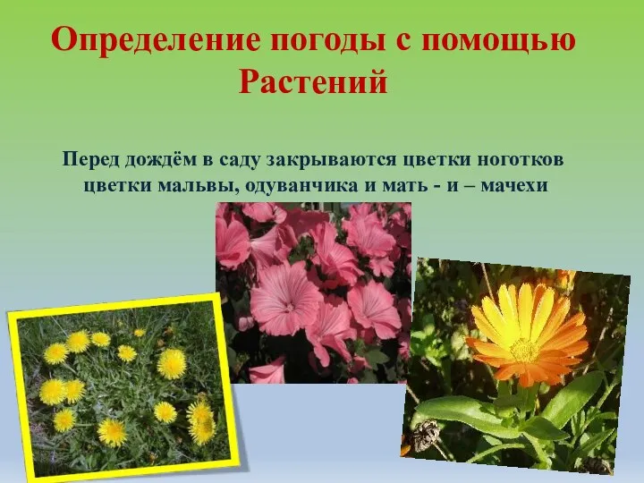 Определение погоды с помощью Растений Перед дождём в саду закрываются цветки ноготков цветки