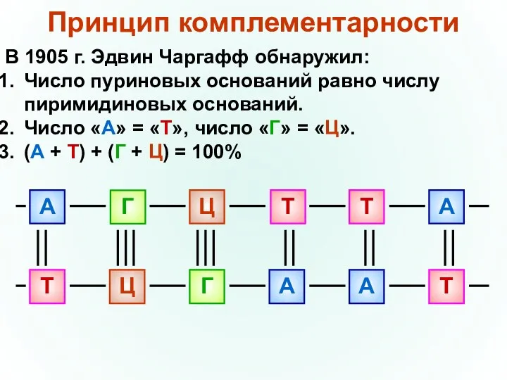 Принцип комплементарности В 1905 г. Эдвин Чаргафф обнаружил: Число пуриновых