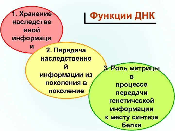 1. Хранение наследственной информации 2. Передача наследственной информации из поколения