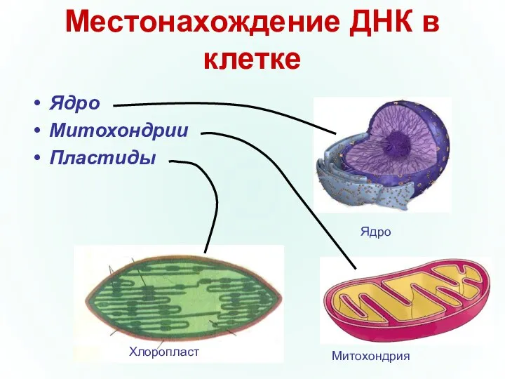 Местонахождение ДНК в клетке Ядро Митохондрии Пластиды Хлоропласт Митохондрия Ядро