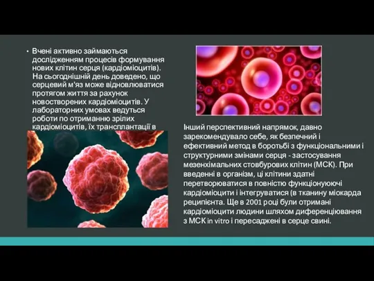 Вчені активно займаються дослідженням процесів формування нових клітин серця (кардіоміоцитів).