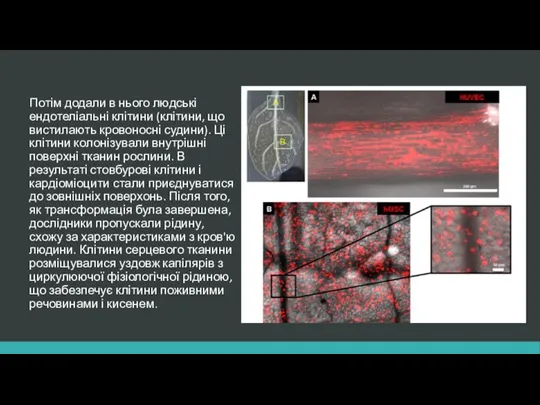 Потім додали в нього людські ендотеліальні клітини (клітини, що вистилають