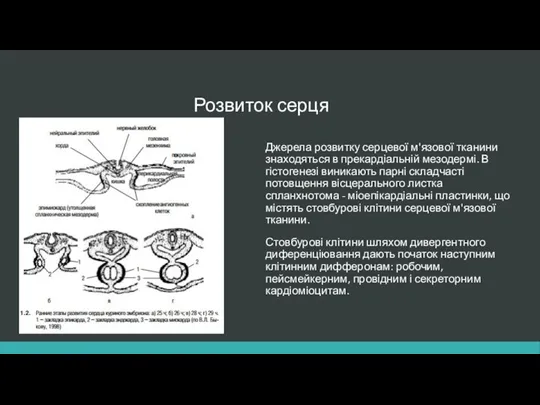 Розвиток серця Джерела розвитку серцевої м'язової тканини знаходяться в прекардіальній