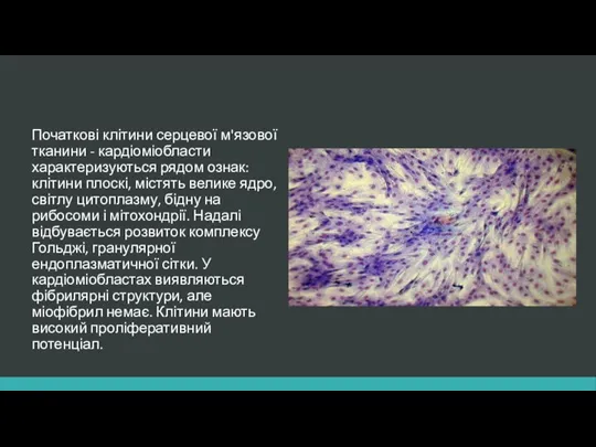 Початкові клітини серцевої м'язової тканини - кардіоміобласти характеризуються рядом ознак: