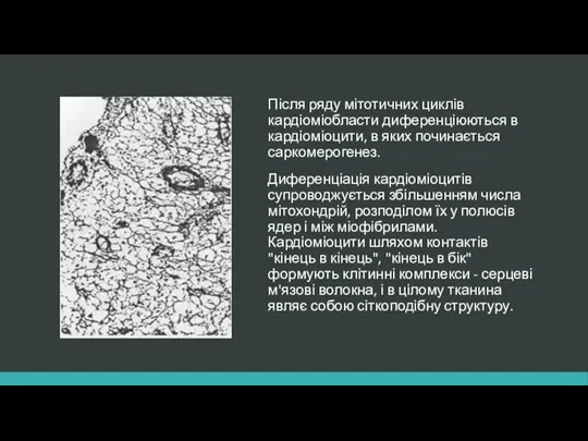 Після ряду мітотичних циклів кардіоміобласти диференціюються в кардіоміоцити, в яких