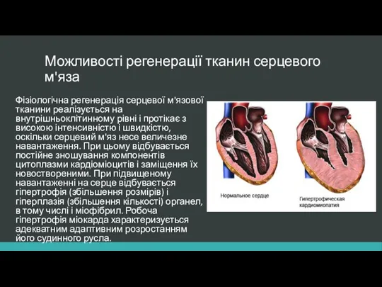 Можливості регенерації тканини серцевого м'яза Можливості регенерації тканин серцевого м'яза