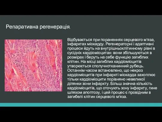 Відбувається при пораненнях серцевого м'яза, інфарктах міокарду. Регенераторні і адаптивні