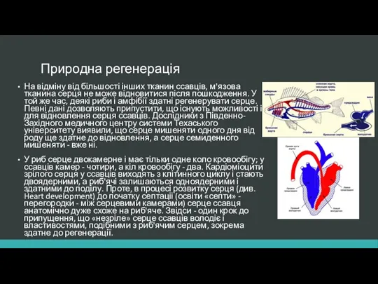 Природна регенерація На відміну від більшості інших тканин ссавців, м'язова