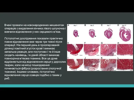 Вчені провели на новонароджених мишенятах операцію з видалення кінчика лівого