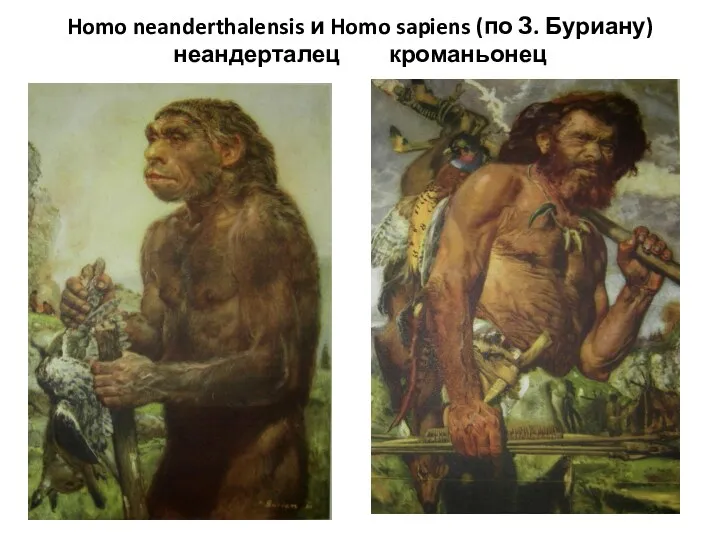 Homo neanderthalensis и Homo sapiens (по З. Буриану) неандерталец кроманьонец