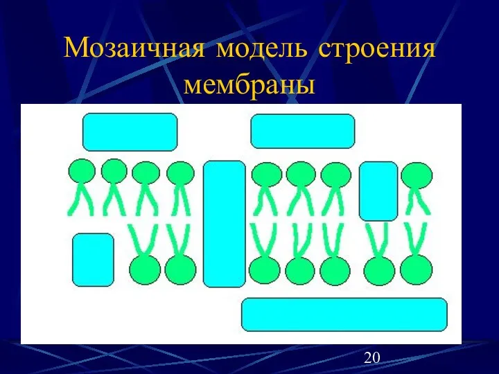 Мозаичная модель строения мембраны