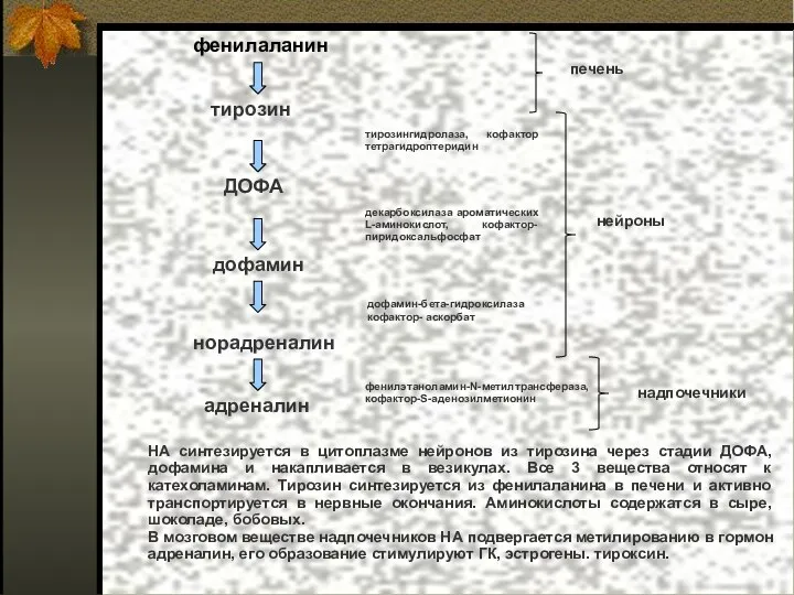 НА синтезируется в цитоплазме нейронов из тирозина через стадии ДОФА, дофамина и накапливается