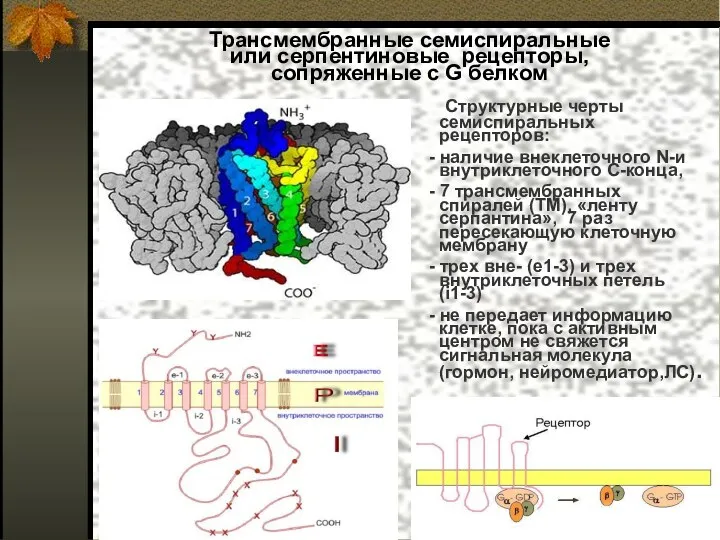 Трансмембранные семиспиральные или серпентиновые рецепторы, сопряженные с G белком Структурные черты семиспиральных рецепторов: