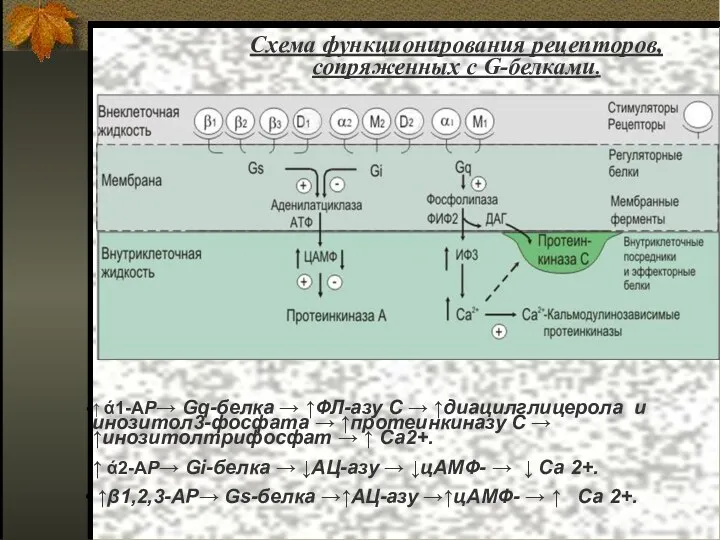 ↑ ά1-АР→ Gq-белка → ↑ФЛ-азу С → ↑диацилглицерола и инозитол3-фосфата → ↑протеинкиназу С