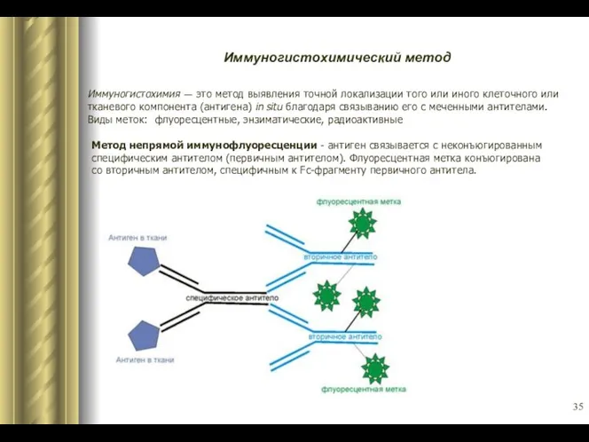 Иммуногистохимический метод Иммуногистохимия — это метод выявления точной локализации того