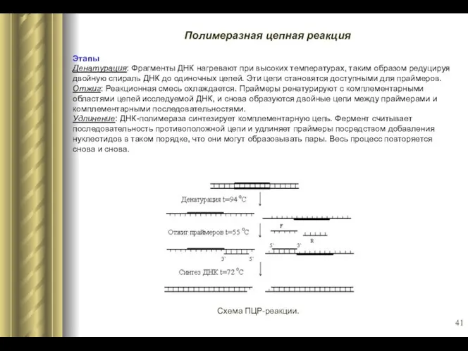 Полимеразная цепная реакция Этапы Денатурация: Фрагменты ДНК нагревают при высоких