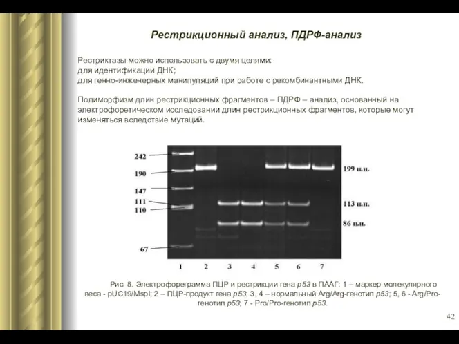 Рестрикционный анализ, ПДРФ-анализ Рестриктазы можно использовать с двумя целями: для