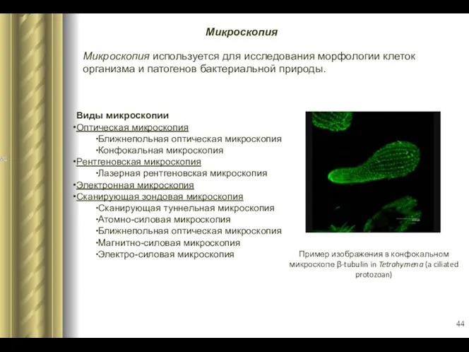 Микроскопия Микроскопия используется для исследования морфологии клеток организма и патогенов
