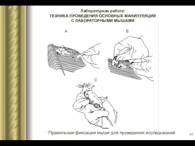 Лабораторная работа: ТЕХНИКА ПРОВЕДЕНИЯ ОСНОВНЫХ МАНИПУЛЯЦИЙ С ЛАБОРАТОРНЫМИ МЫШАМИ Правильная фиксация мыши для проведения исследований