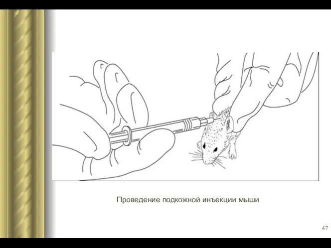 Проведение подкожной инъекции мыши