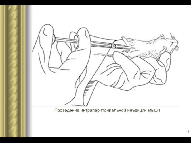 Проведение интраперитониальной инъекции мыши