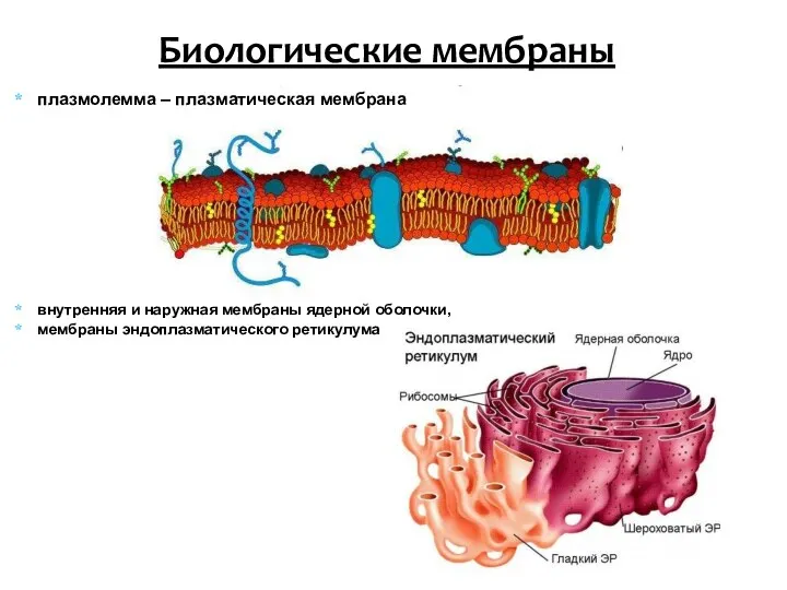 плазмолемма – плазматическая мембрана внутренняя и наружная мембраны ядерной оболочки, мембраны эндоплазматического ретикулума Биологические мембраны