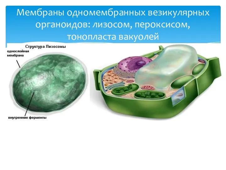 Мембраны одномембранных везикулярных органоидов: лизосом, пероксисом, тонопласта вакуолей