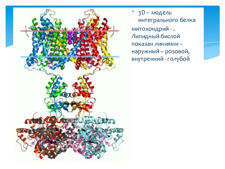 3D – модель интегрального белка митохондрий - . Липидный бислой