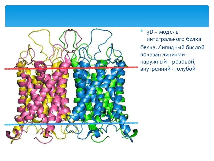 3D – модель интегрального белка белка. Липидный бислой показан линиями