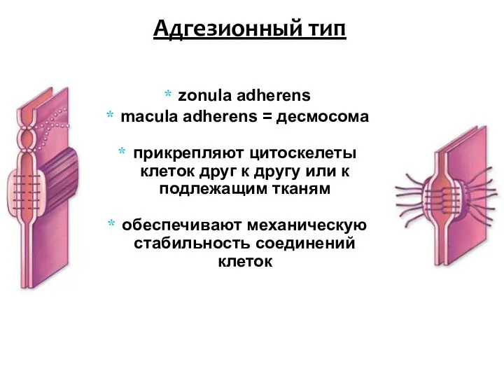 zonula adherens macula adherens = десмосома прикрепляют цитоскелеты клеток друг