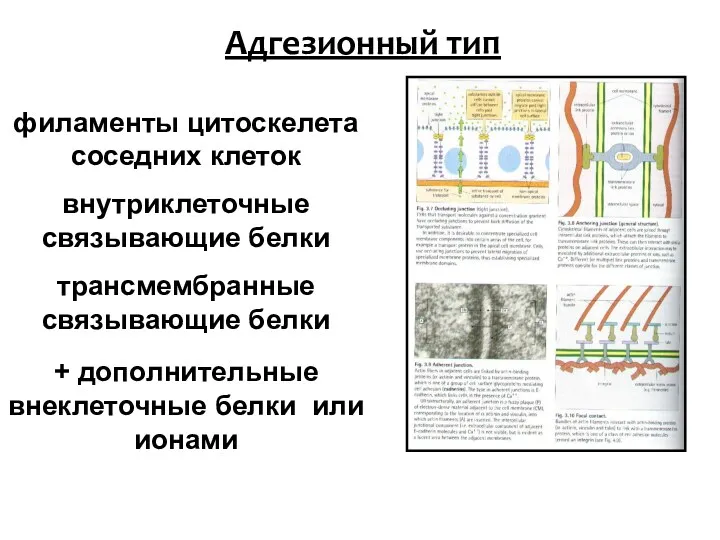 Адгезионный тип филаменты цитоскелета соседних клеток внутриклеточные связывающие белки трансмембранные