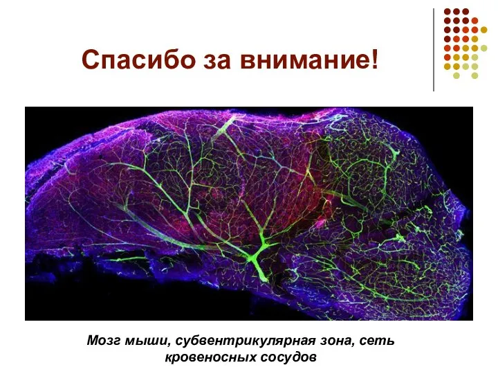Спасибо за внимание! Мозг мыши, субвентрикулярная зона, сеть кровеносных сосудов