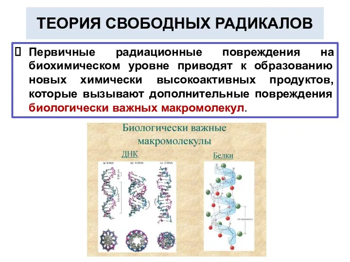 ТЕОРИЯ СВОБОДНЫХ РАДИКАЛОВ Первичные радиационные повреждения на биохимическом уровне приводят