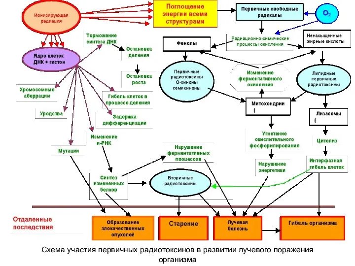 Схема участия первичных радиотоксинов в развитии лучевого поражения организма