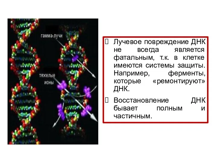 Лучевое повреждение ДНК не всегда является фатальным, т.к. в клетке