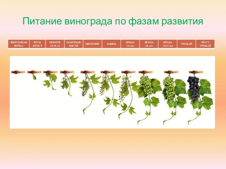 Питание винограда по фазам развития