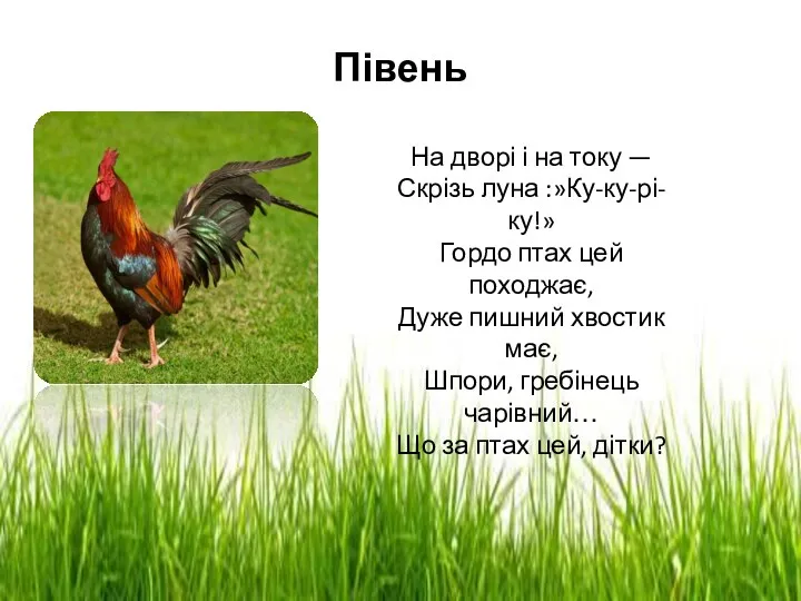 Півень На дворі і на току — Скрізь луна :»Ку-ку-рі-ку!»