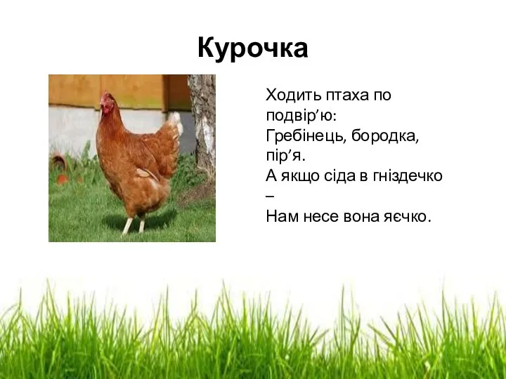 Курочка Ходить птаха по подвір’ю: Гребінець, бородка, пір’я. А якщо