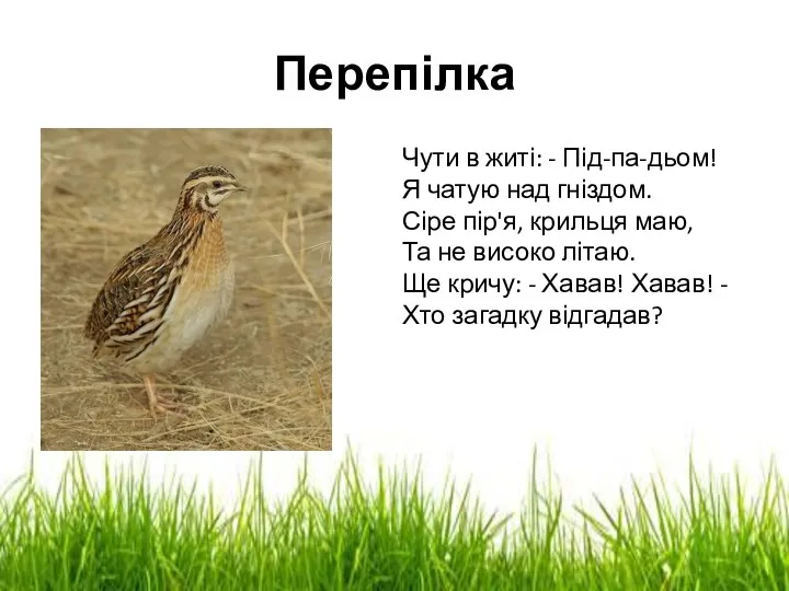 Перепілка Чути в житі: - Під-па-дьом! Я чатую над гніздом.