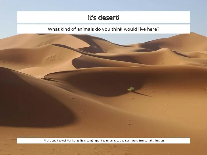 It’s desert! What kind of animals do you think would live here? Photo