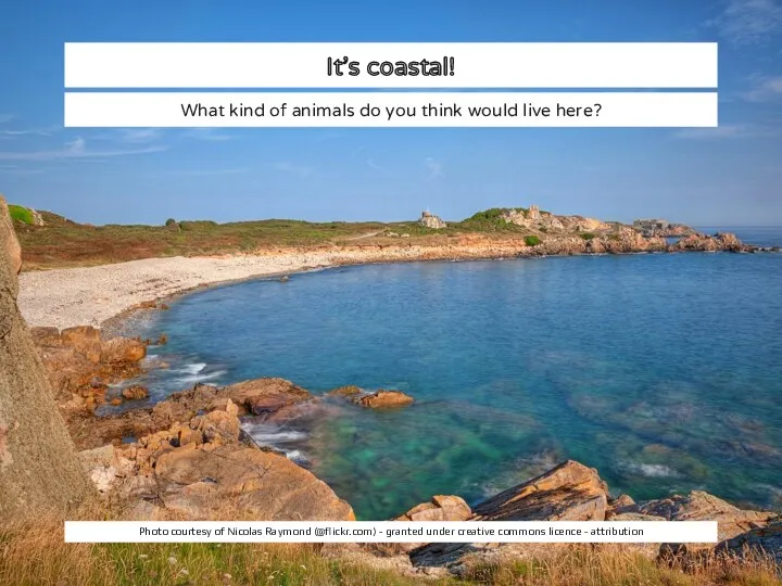 It’s coastal! What kind of animals do you think would live here? Photo